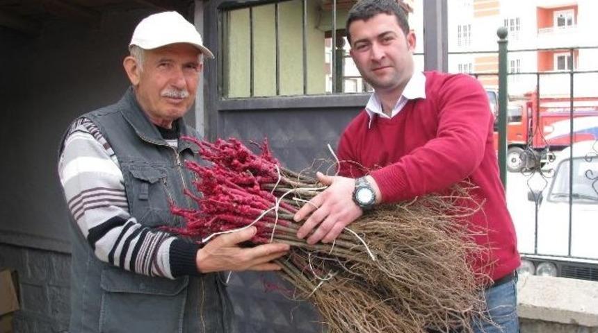 Sorgun&rsquo;da 12 Bin Adet Bağ &Ccedil;ubuğu Dağıtıldı