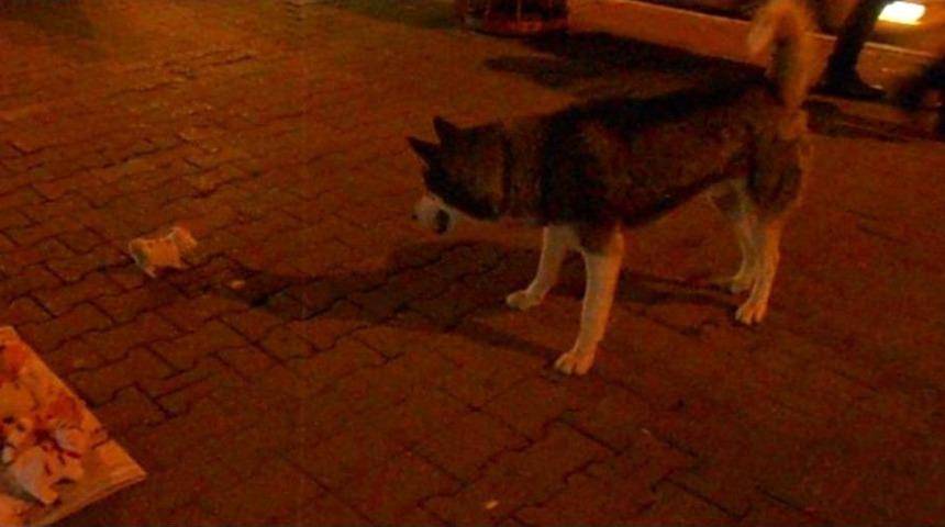 Oyuncak Kedi K&ouml;pekleri Korkuttu