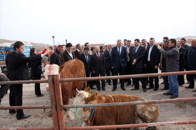 &Ccedil;ankırı da &Ccedil;ift&ccedil;ilere 38 Gebe D&uuml;ve Dağıtıldı 1