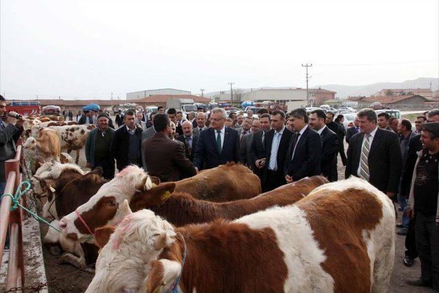 &Ccedil;ankırı da &Ccedil;ift&ccedil;ilere 38 Gebe D&uuml;ve Dağıtıldı 2