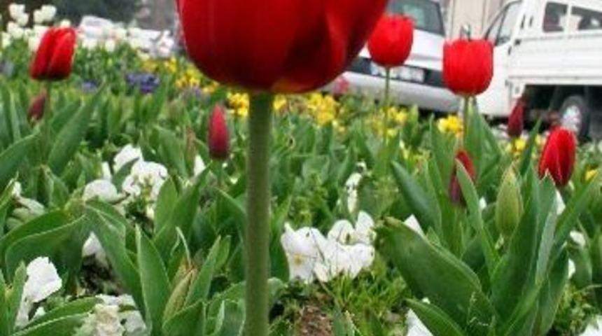 Samsun&rsquo;da Laleler Erken A&ccedil;tı