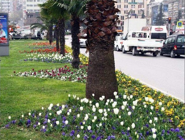 Samsun’da Laleler Erken Açtı 1