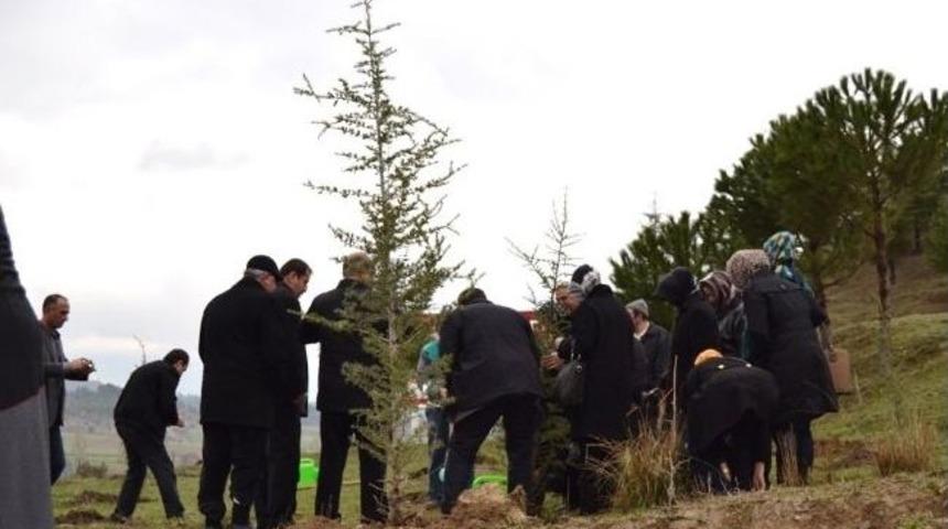 Gediz'e 1 Milyon 280 Bin Adet Ağa&ccedil; Fidanı Dikildi