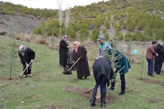 Gediz'e 1 Milyon 280 Bin Adet Ağaç Fidanı Dikildi