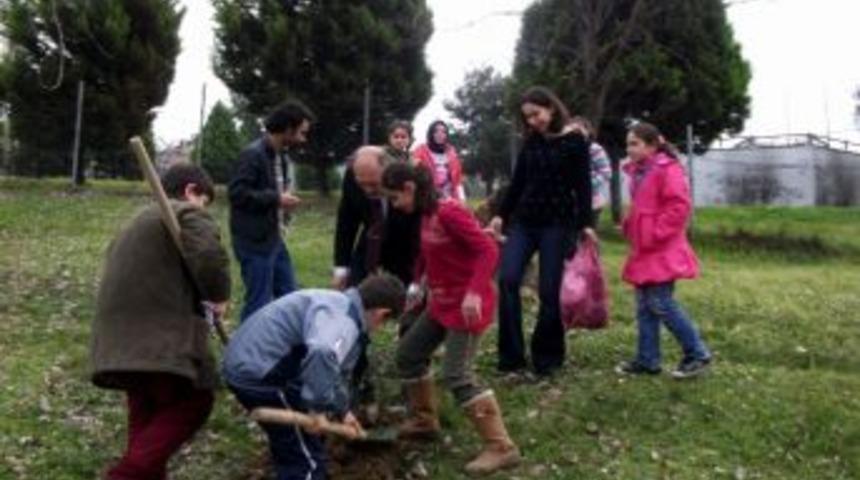 Samsun&rsquo;a Zeytin Fidanı Dikildi