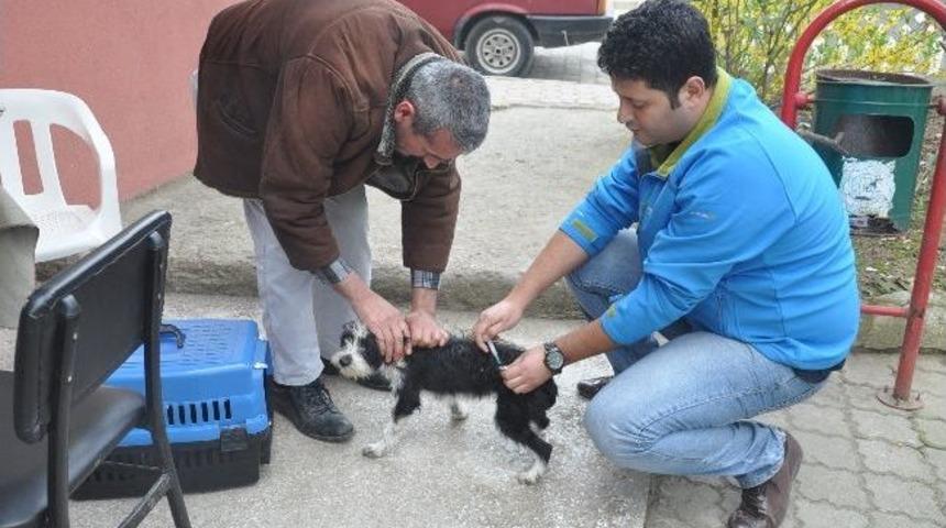 Sokak Hayvanlarına Kuduz Aşısı
