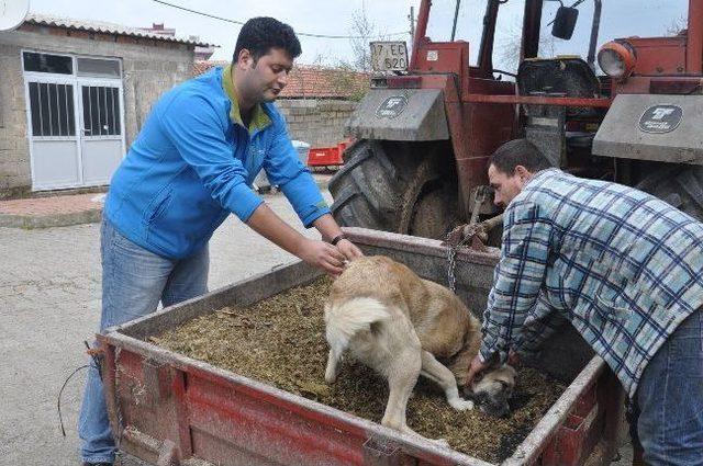 Sokak Hayvanlarına Kuduz Aşısı