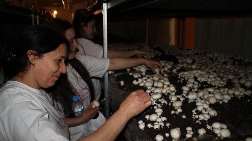 Tuncelili Kadınlar K&uuml;lt&uuml;r Mantarı &Uuml;retiyor