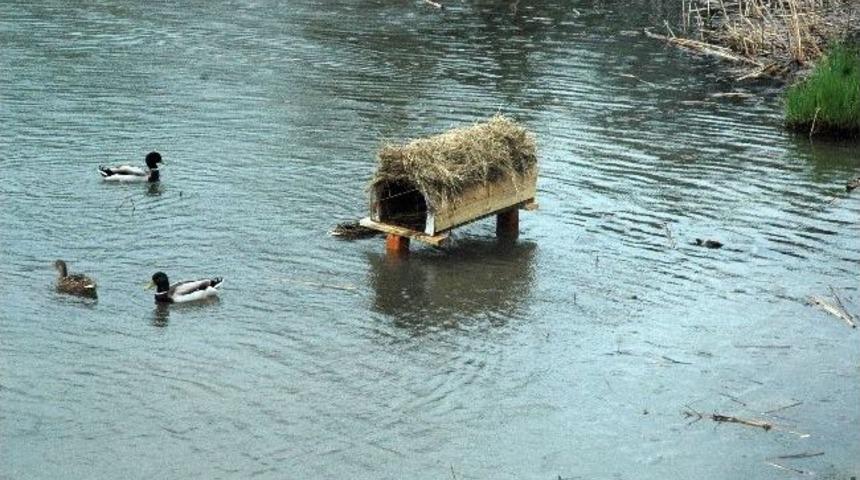 M&uuml;hreler Doğal Ortamlarına &Ccedil;abuk Alıştı