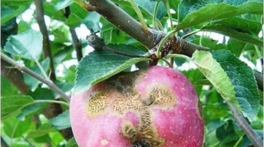 Elma Ve Armut Bah&ccedil;elerinde Karaleke Hastalığı Riski Arttı