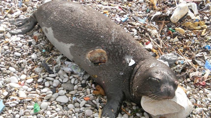 Koruma Altındaki Akdeniz Foku Avlanırken G&ouml;r&uuml;nt&uuml;lendi