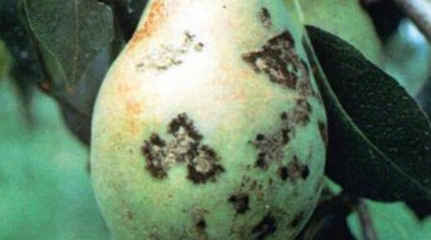 Yetkililer, Meyve &Uuml;reticilerini 'karaleke' Hastalığına Karşı Uyardı