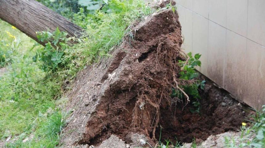 K&ouml;rfezde Fırtına Ağa&ccedil;ları S&ouml;kt&uuml;