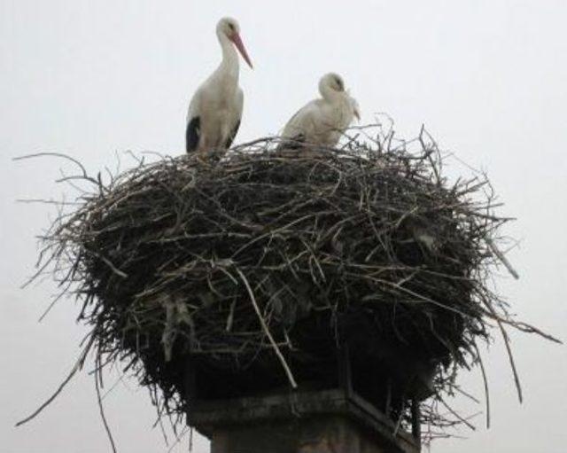 İlkbaharın M&uuml;jdecisi Leylekler, Erken Geldi 1