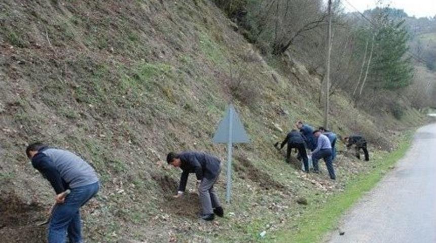 Yenice Ihlamur Fidanı Dikildi