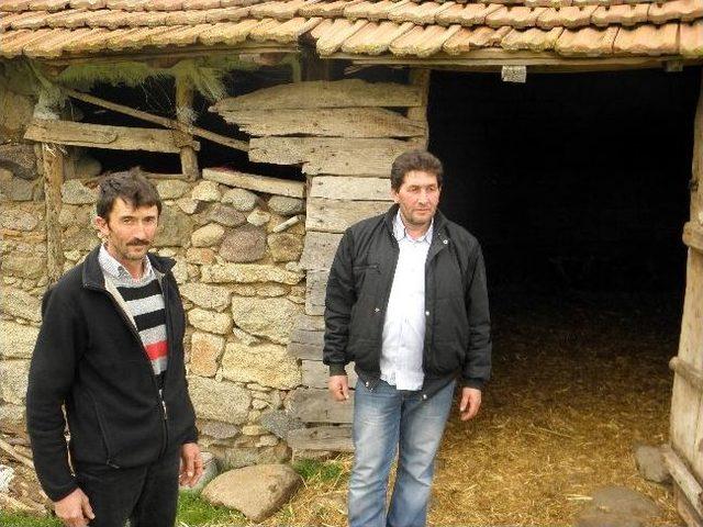 Hırsızlar Gebe Koyunları &Ccedil;aldı 1