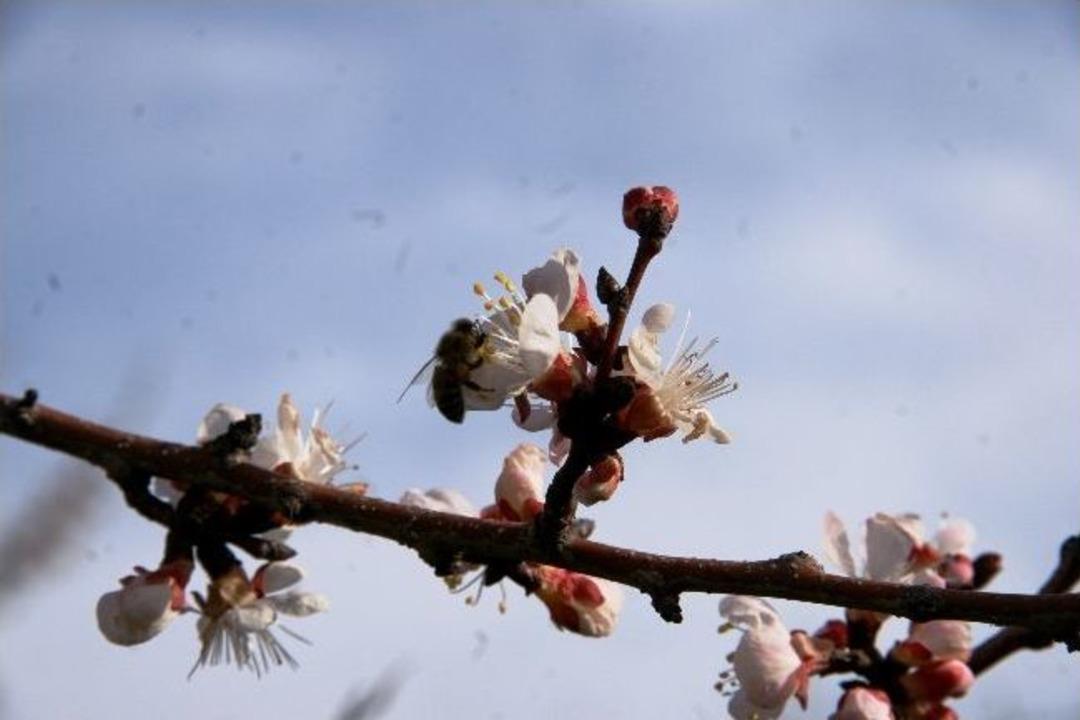 Kayısı &Ccedil;i&ccedil;ekleri Erken A&ccedil;tı