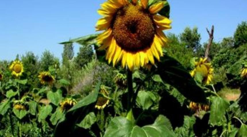 2012 Yılı Fark &Ouml;demesi Desteklerinde Parsel Verimleri A&ccedil;ıklandı