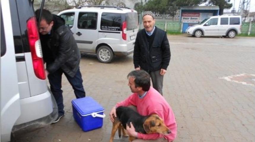 Lapseki'de Kuduz Salgınına Karşı &Ouml;nlem Alınıyor