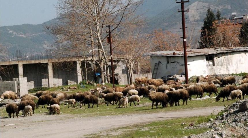 K&uuml;lt&uuml;r Sitesi Ahır Olmaktan Kurtuluyor
