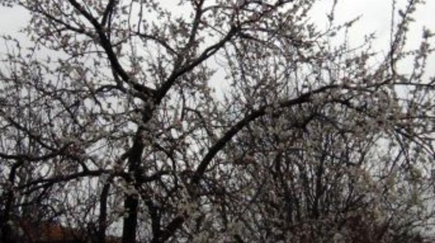 Kar Yağışı &Ccedil;i&ccedil;ek A&ccedil;an Meyve Ağa&ccedil;larına Zarar Verdi