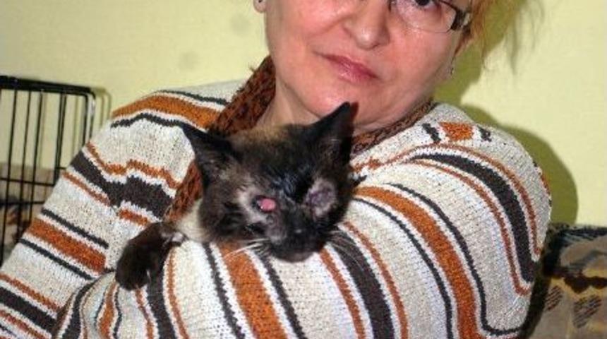 G&ouml;rme Engelli Kediye Hayvanseverler Kucak A&ccedil;tı