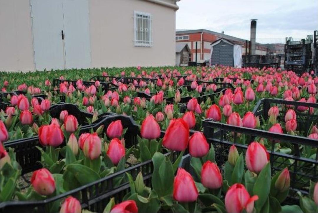 G&uuml;ng&ouml;ren'de Lale Devri