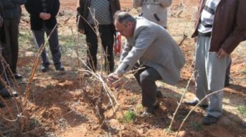 &Uuml;z&uuml;m Yetiştiricilerine Destek