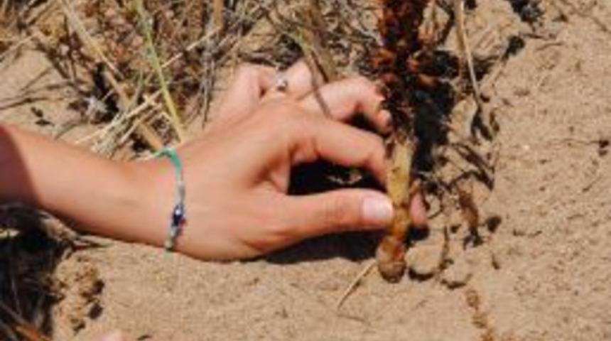 Side Canavarı Otu T&uuml;r&uuml;n&uuml;n Yok Olmaması I&ccedil;in T&uuml;m &Ouml;nlemler Alındı