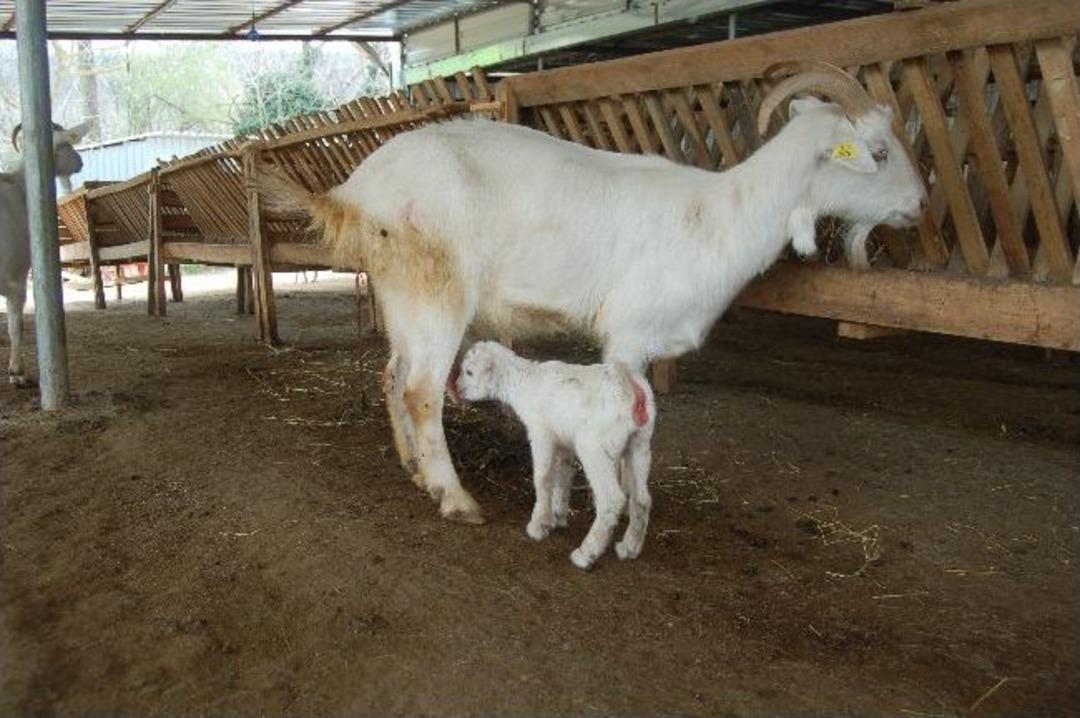 Emekli Olunca K&ouml;ye Modern Ke&ccedil;i &Ccedil;iftliği Kurdu