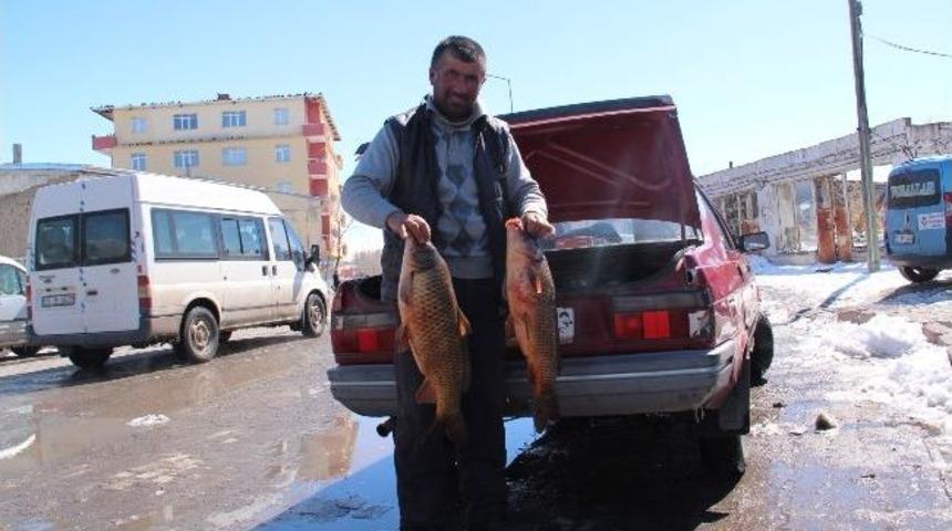 Aynalı Sazan G&ouml;renleri Hayrete D&uuml;ş&uuml;rd&uuml;