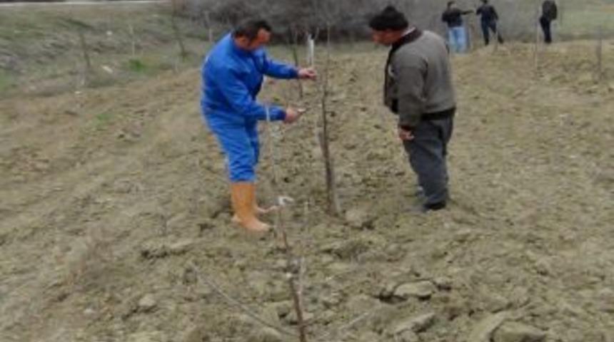 Meyve &Uuml;reticilerine Ağa&ccedil; Budama Eğitimi