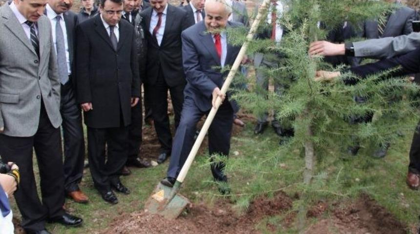 Şebinkarahisar Meslek Y&uuml;ksekokulu Bah&ccedil;esine 23 Bin Fidan