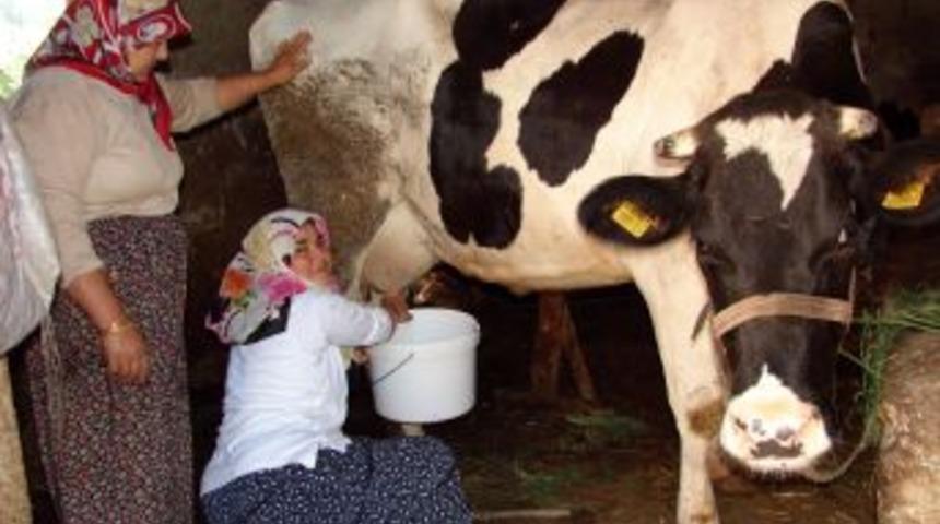 S&uuml;t&uuml;n Litresinin 1 Nisan'da 1 Lira Olması Bekleniyor