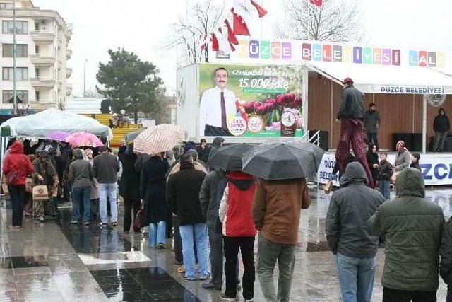 Düzce Belediyesinden Vatandaşlara 15 Bin Lale