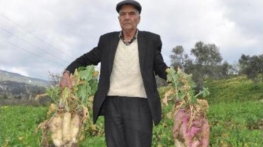 Yaban Domuzları &Ccedil;ift&ccedil;iyi İsyan Ettirdi