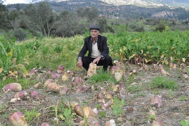 Yaban Domuzları &Ccedil;ift&ccedil;iyi İsyan Ettirdi 1