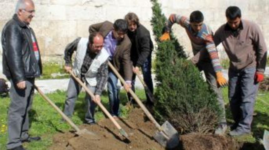 Edirne'deki Tarihi Camileri Porsuk Ve Şimşir Ağa&ccedil;ları S&uuml;sleyecek