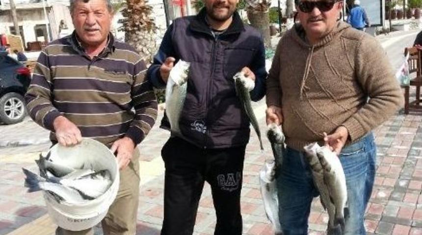 G&uuml;ll&uuml;k'te Balık Bereketi