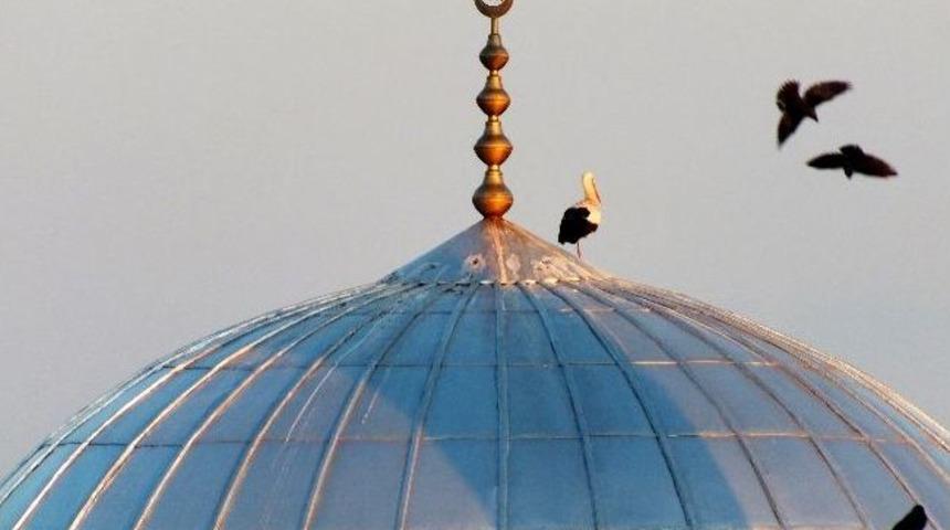 Leylekler Yuvalarına D&ouml;nd&uuml;