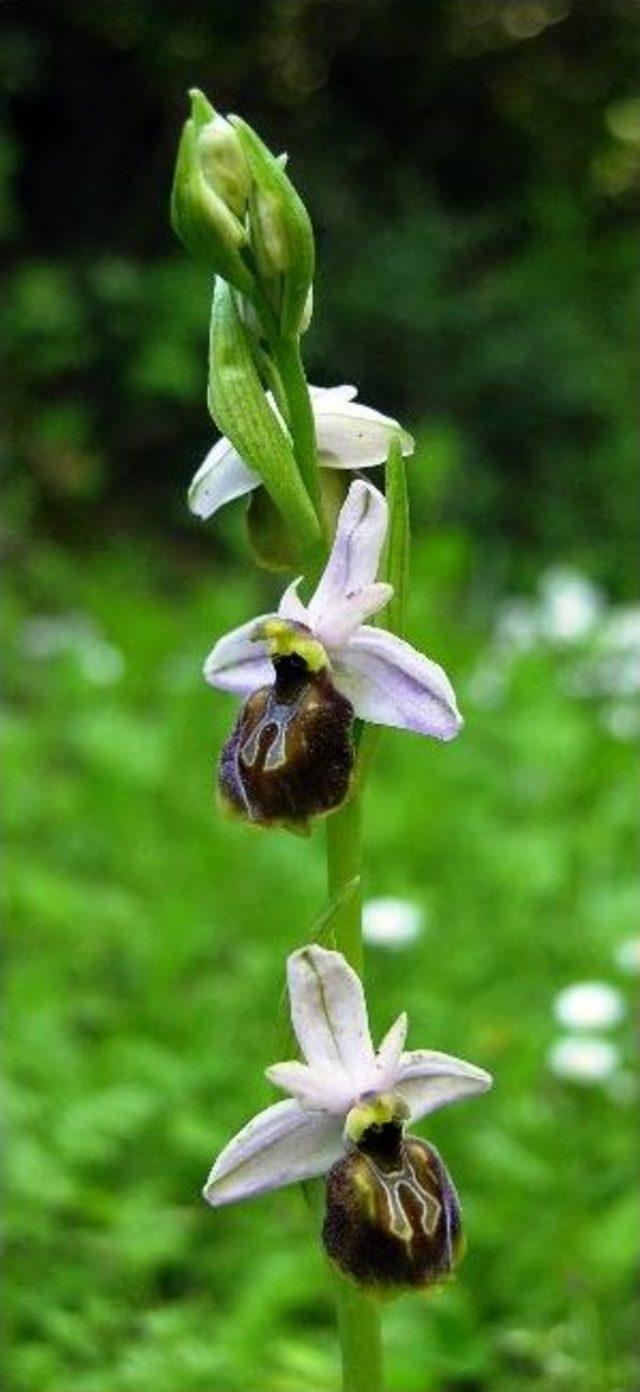 Likya&rsquo;nın Son Orkideleri Koruma Altında 1