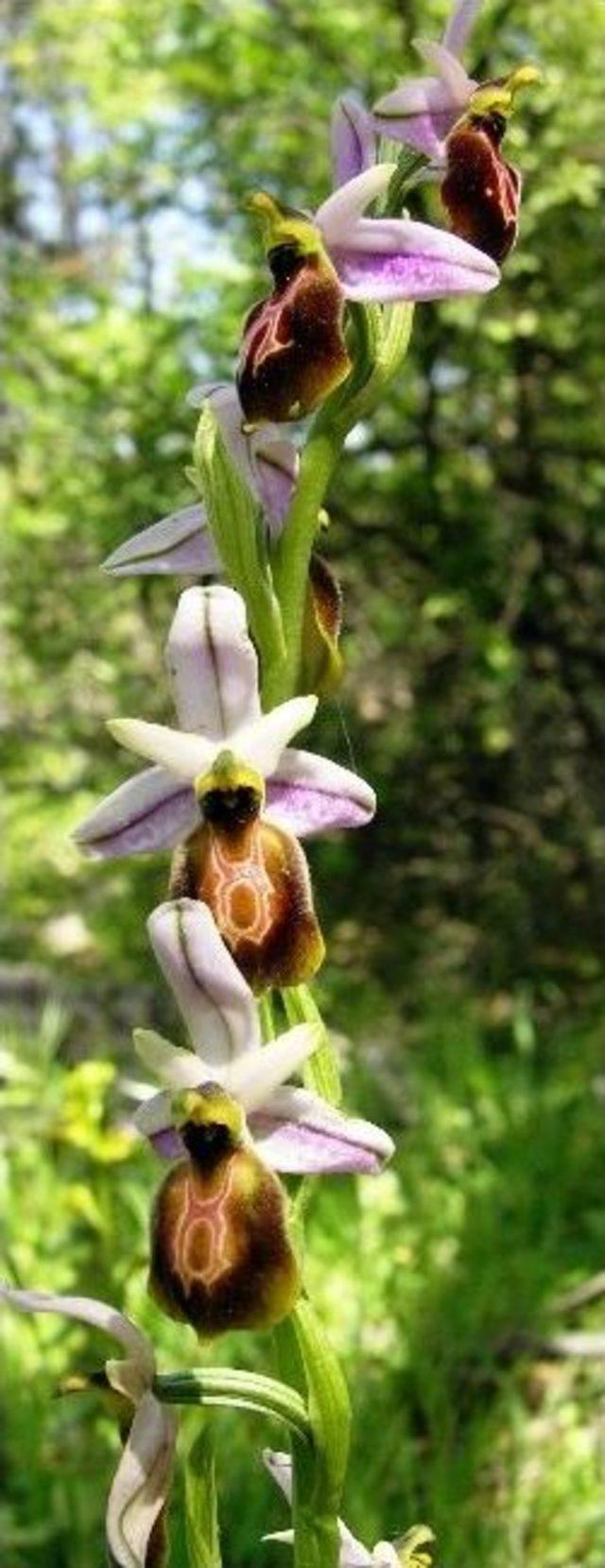 Likya&rsquo;nın Son Orkideleri Koruma Altında 2
