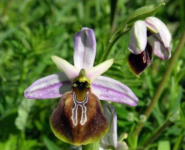 Likya&rsquo;nın Son Orkideleri Koruma Altında 3