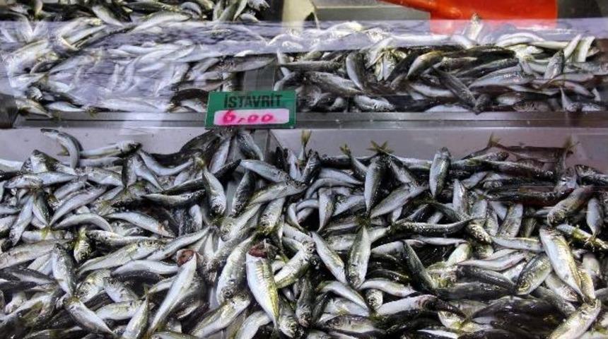 Bartın&rsquo;da Bu Yıl İstavrit Bolluğu Yaşandı