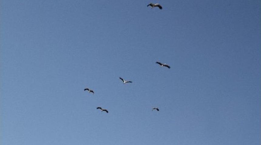 Leyleklerin Bahar Dansı