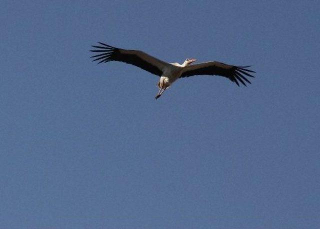 Leyleklerin Bahar Dansı 1