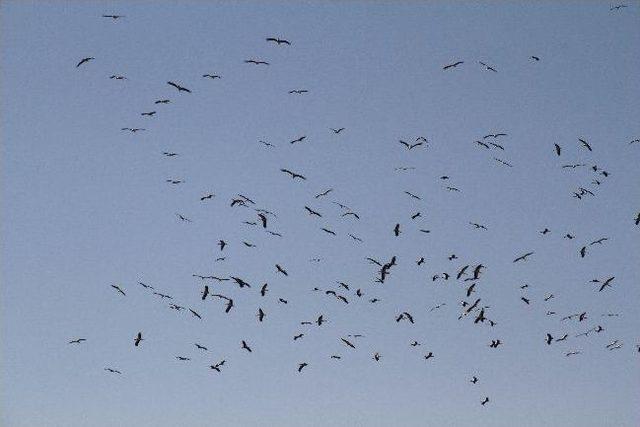 Leyleklerin Bahar Dansı 2