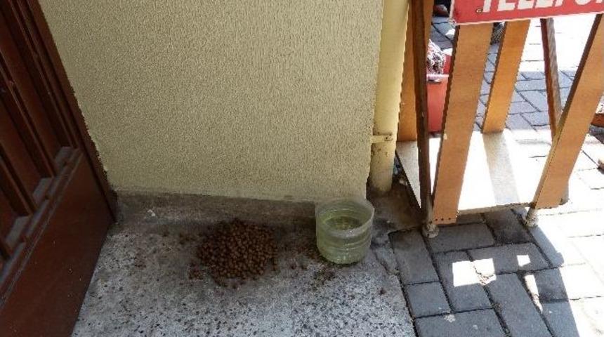 Sakarya&rsquo;da K&ouml;peklere Zehir Verildi