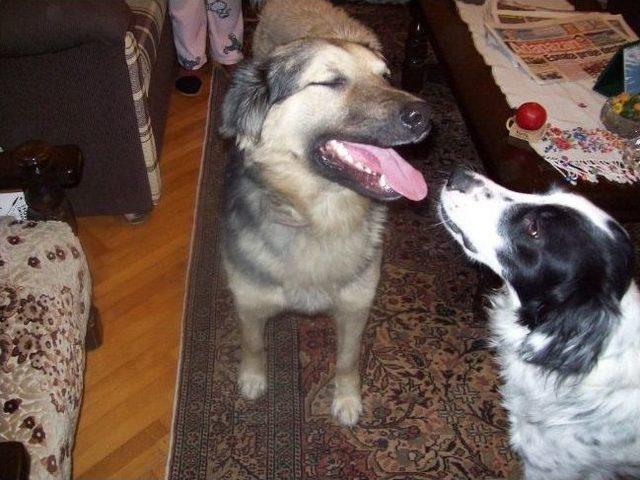 Sakarya’da Köpeklere Zehir Verildi