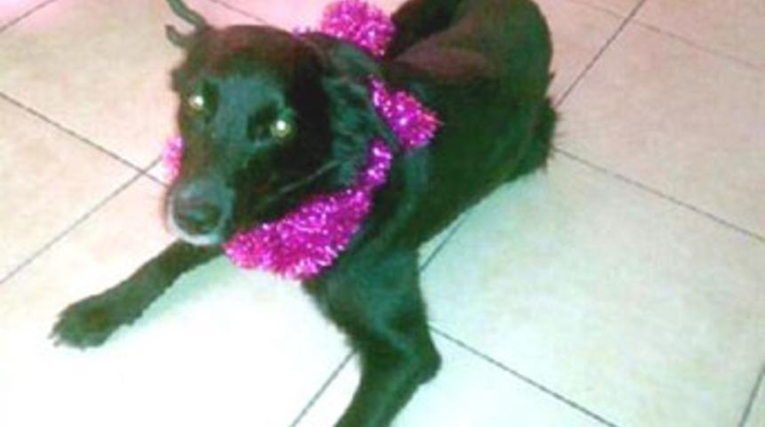 Bodrum'da hırsız dehşeti